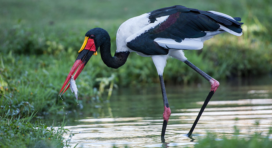 Selous-Game-Reserve-5