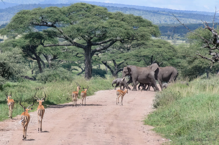 Elephant_Crossing_Serengeti_National_Park_Tanzania