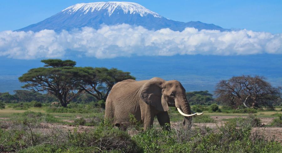 Mount-Kilimanjaro-elephant(1)