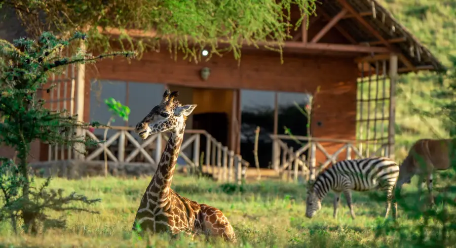 Serval Wildlife giraffe